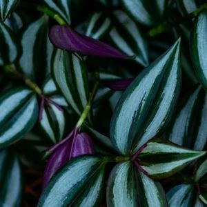 Meet your Posher, Lessie